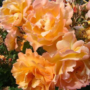 Róża z intensywnym zapachem - Othello